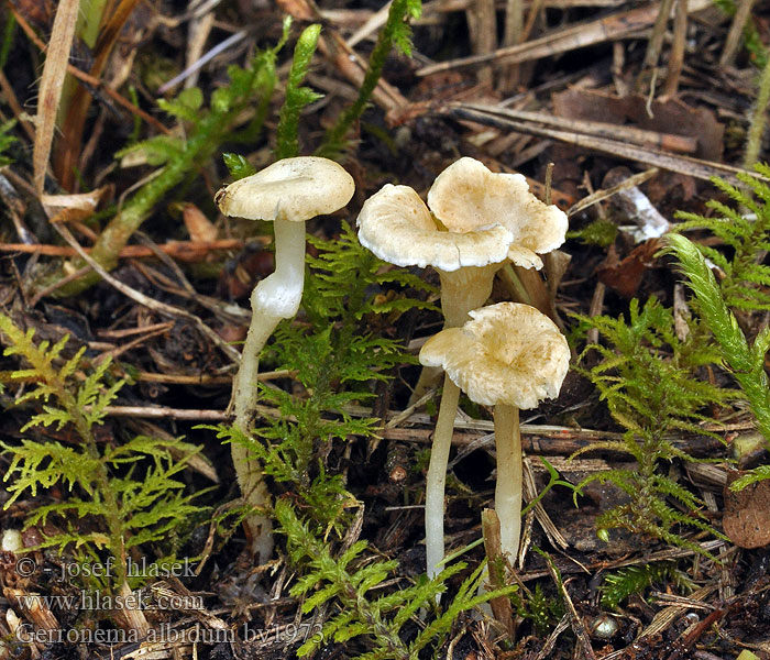 Gerronema albidum Weissliches Nabeltrichterchen