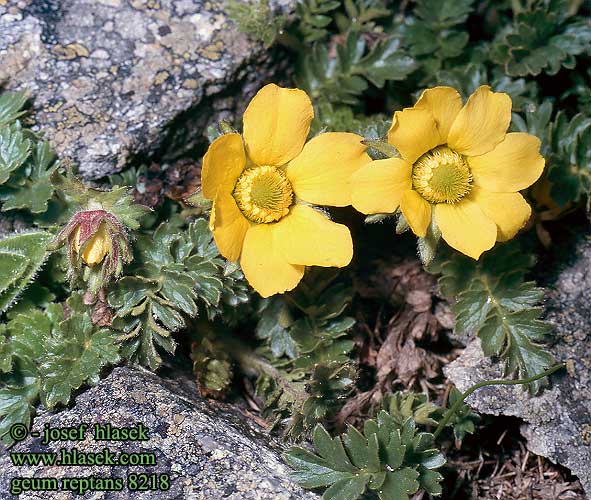 Geum reptans Benoîte rampante Cariofillata delle pietraie