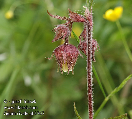 Geum rivale Eng-Nellikerod Water Avens Benoîte ruisseaux