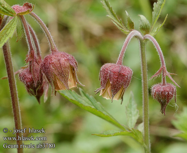 Water Avens Bókoló gyömbérgyökér Bach-Nelkenwurz Kuklik zwisły