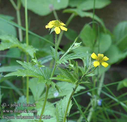 Nejlikrot Гравілат міський Herb Bennet Echte Nelkenwurz