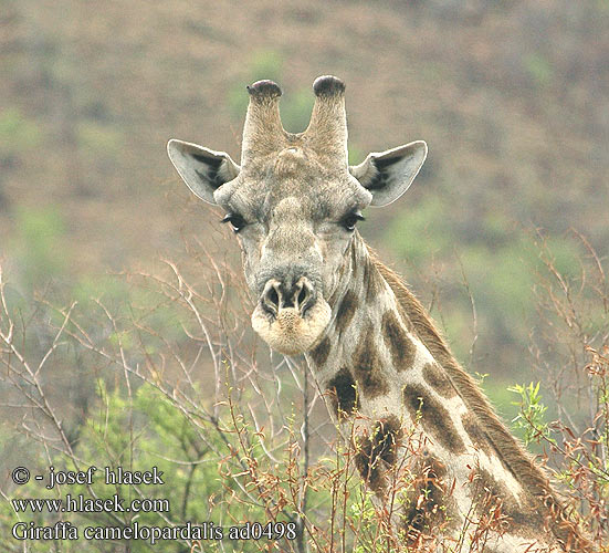 Giraffa camelopardalis ad0498