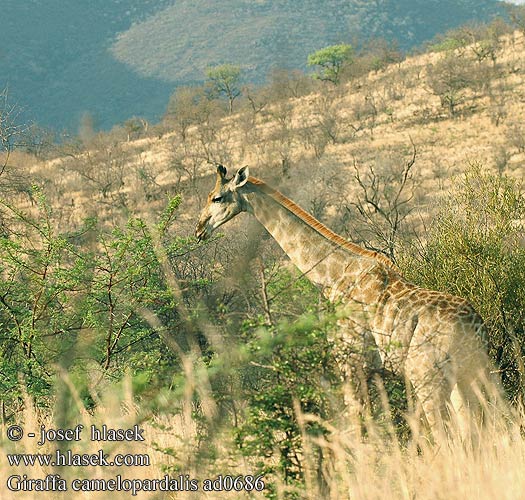 Giraffa camelopardalis ad0686