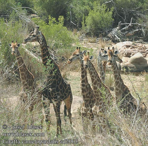 Girafă Gjirafa ஒட்டகச் சிவிங்கி