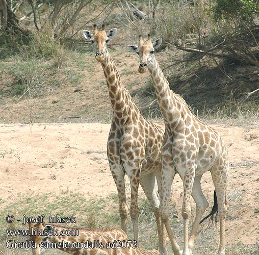 Giraffa camelopardalis ad2073