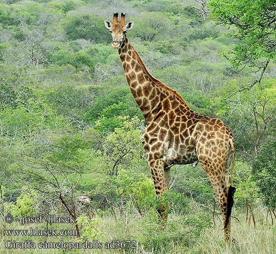 长颈鹿 長頸鹿 Indlulamithi Giraffa camelopardalis