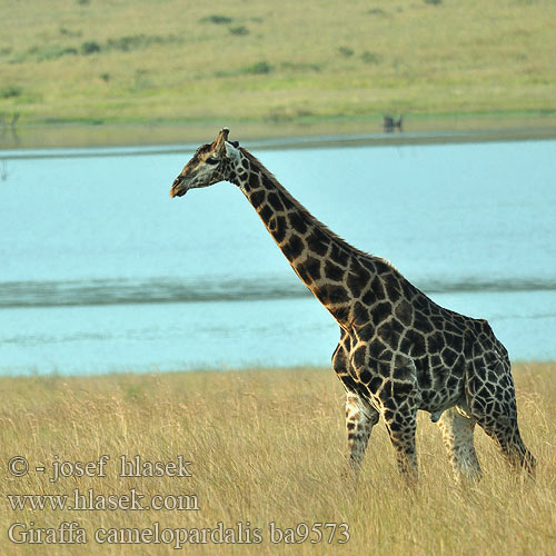 Giraffa Żyrafa Žirafa štíhla Jirafa Giraff Twiga Kameelperd