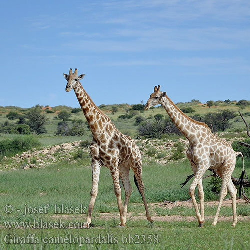 Žirafa štíhla Jirafa Giraff Twiga Kameelperd زرافة Жираф