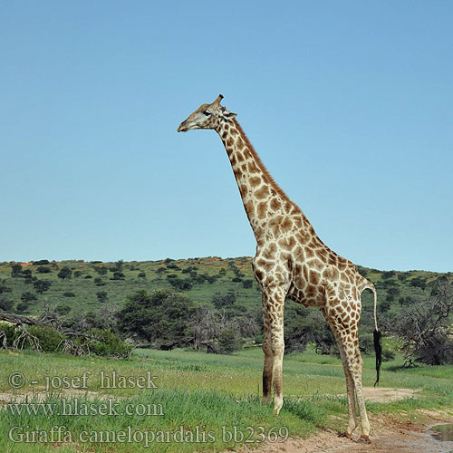 Giraff Twiga Kameelperd زرافة Жираф Καμηλοπάρδαλη