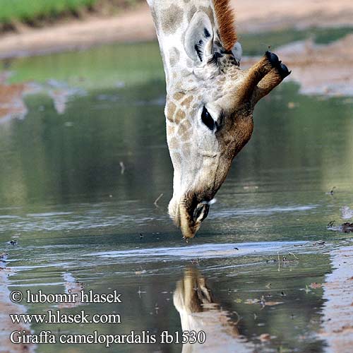 Giraffa camelopardalis fb1530