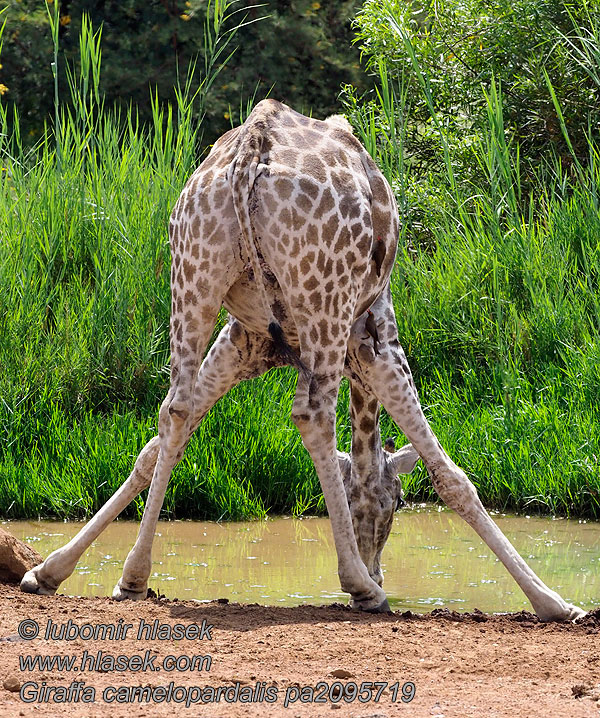 Giraffa_camelopardalis_pa2095719