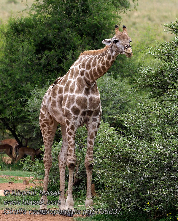 Giraffa_camelopardalis_pa2106837