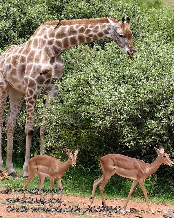 Giraffa_camelopardalis_pa2106842