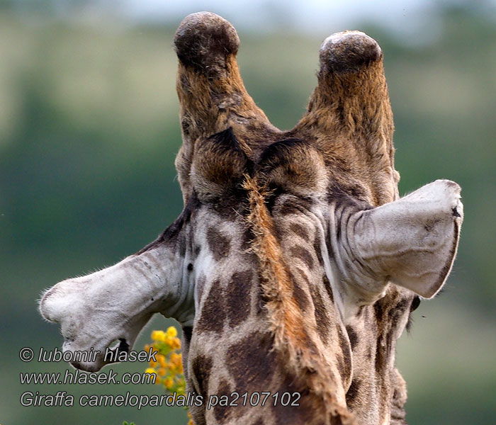 Giraffa_camelopardalis_pa2107102