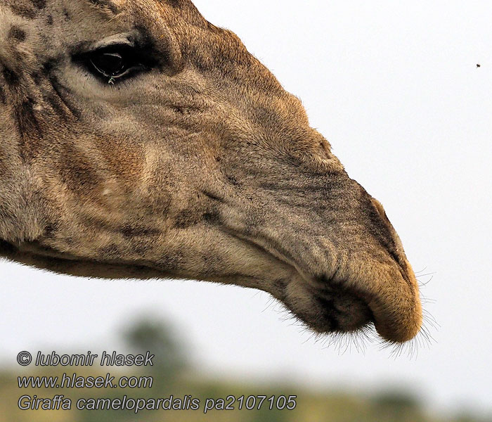 Giraffa_camelopardalis_pa2107105