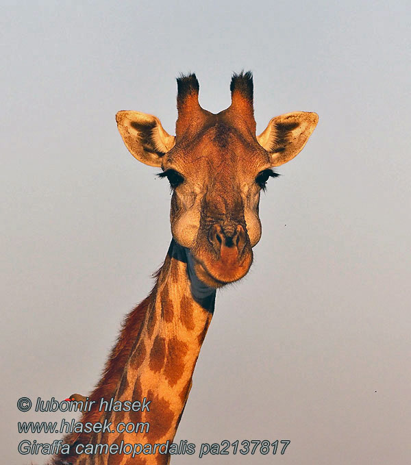 Žirafa Giraffa camelopardalis