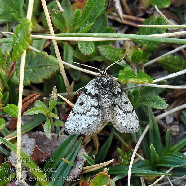 Glacies coracina Black Mountain Moth Fjellmåler Nordischer Alpenspanner Korppimittari Psodos corbeau Halnik kruczak Huňatec skaliskový Svartgrå fjällmätare ダイセツタカネエダシャク