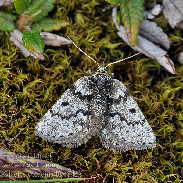 Korppimittari Psodos corbeau Halnik kruczak Huňatec skaliskový Svartgrå fjällmätare ダイセツタカネエダシャク Glacies coracina Black Mountain Moth Fjellmåler Nordischer Alpenspanner