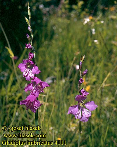 Gladiolus imbricatus Idänmiekkalilja Glaieul imbriqué Gladiool