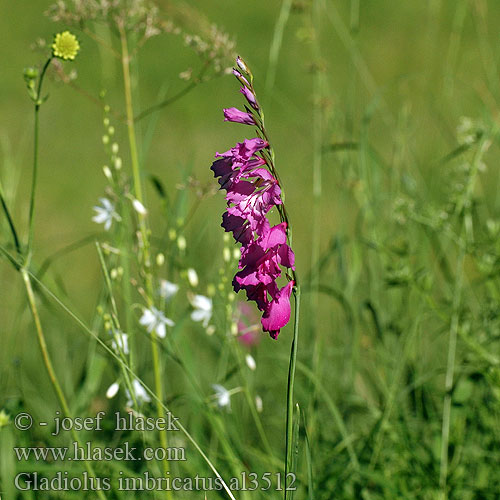 Gladiolo piemontese Réti kardvirág Dachige Siegwurz Busch-Gladiole