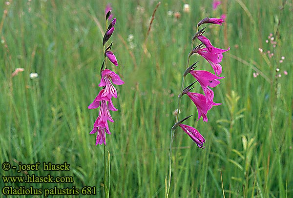 Gladiolus palustris Marsh gladiolus Glaieul marais Moerasgladiool