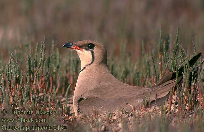 Glareola pratincola Collared Pratincole Brachschwalbe