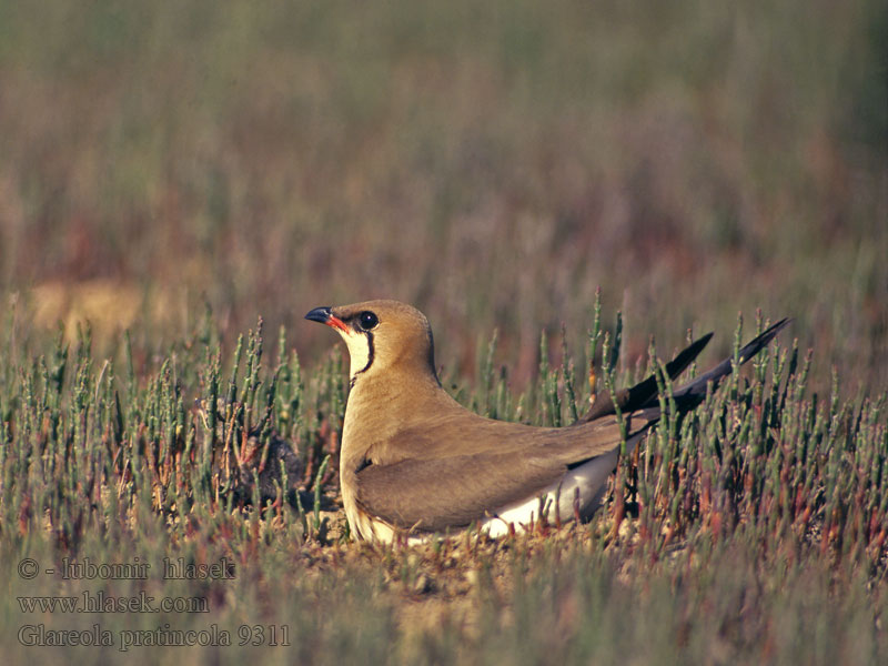 Glareola pratincola