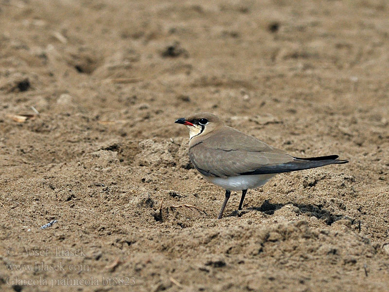 Glareola pratincola Collared Pratincole