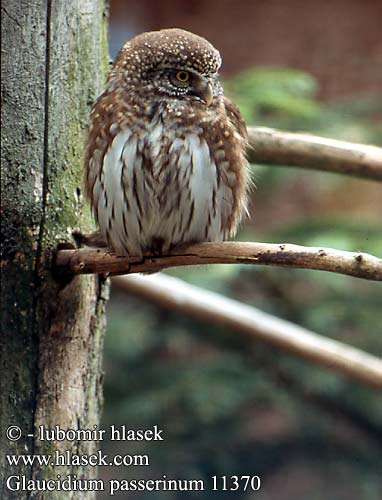 Glaucidium passerinum 11370