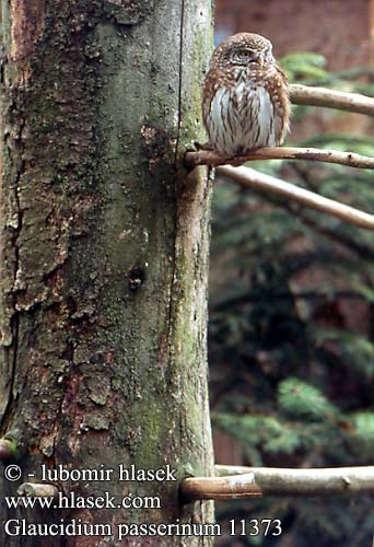 Glaucidium passerinum 11373