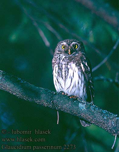 Glaucidium passerinum 2213