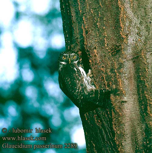 Glaucidium passerinum 2289