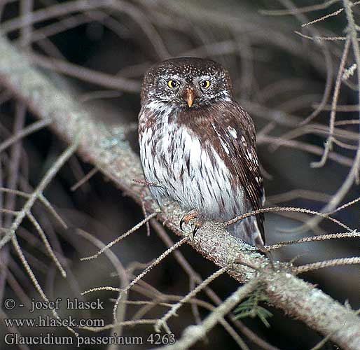 Pygmy Owl Sperlingskauz Chevêchette Europe Mochuelo Chico