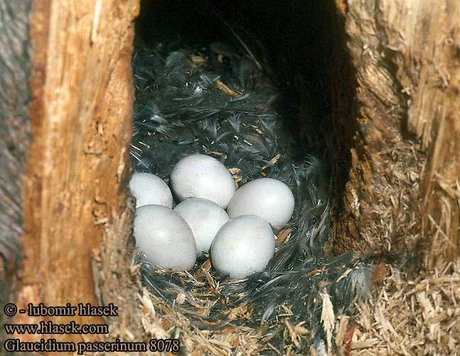 Glaucidium passerinum 8078