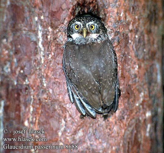 Glaucidium passerinum 8688