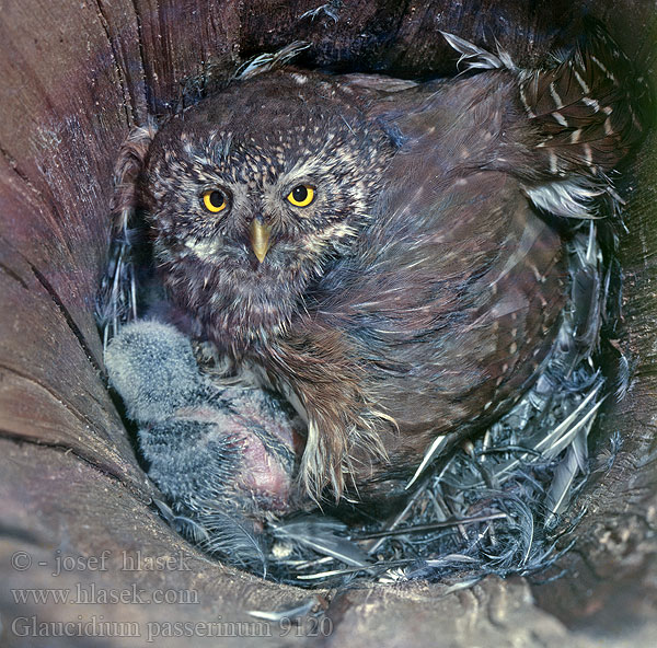 Glaucidium passerinum Sperlingskauz