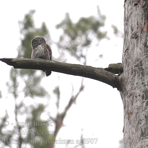 Kuvičok vrabčí Kuvik Mali skovik Glaucidium passerinum Pygmy Owl