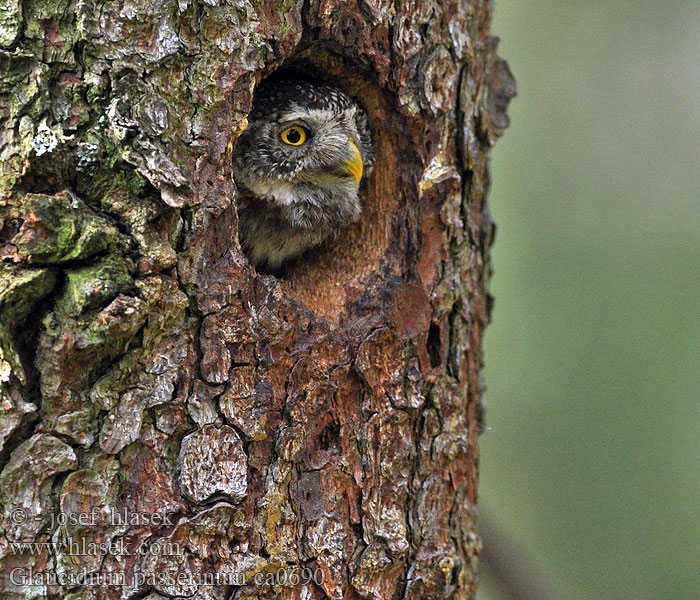 Pygmy Owl Glaucidium passerinum