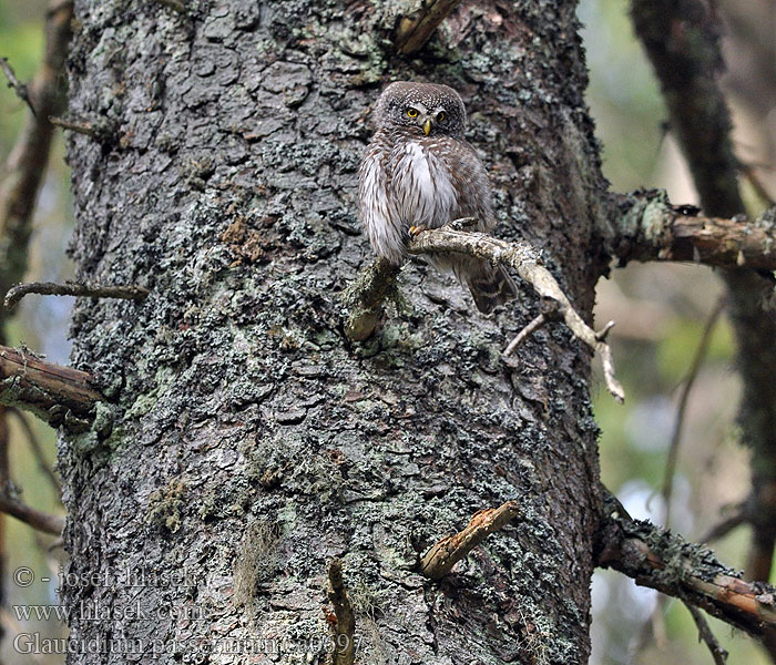 Sperlingskauz Glaucidium passerinum