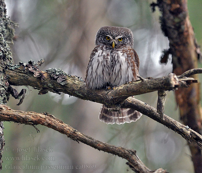 Chevêchette Europe Glaucidium passerinum