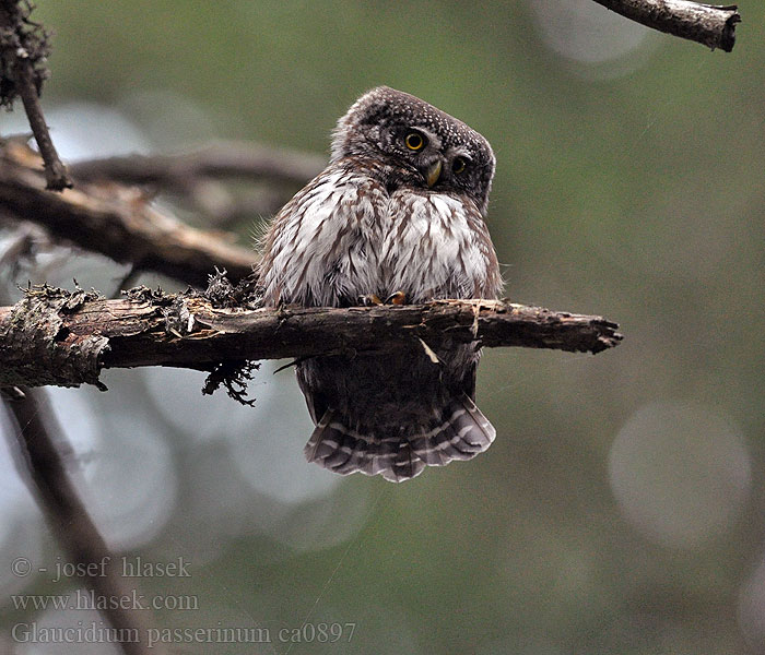 Mochuelo Chico Glaucidium passerinum