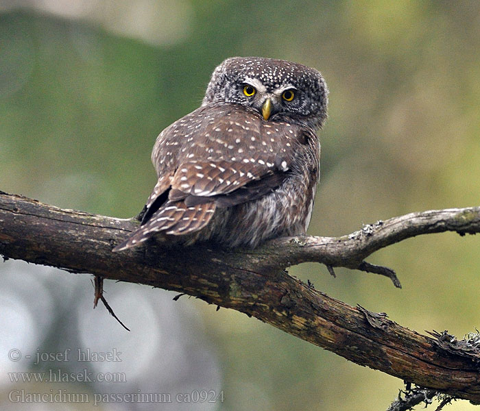 Kulíšek nejmenší Glaucidium passerinum