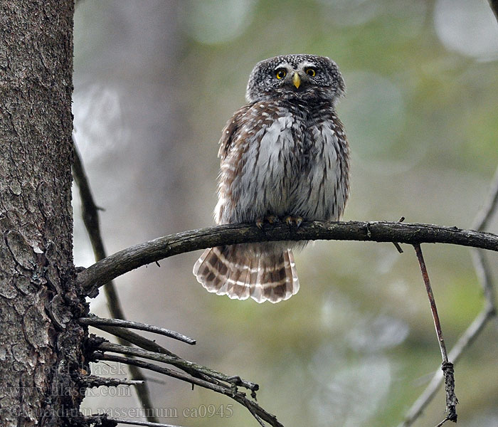 Spurveugle Glaucidium passerinum