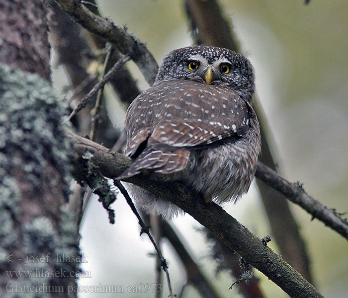 Dwerguil Glaucidium passerinum