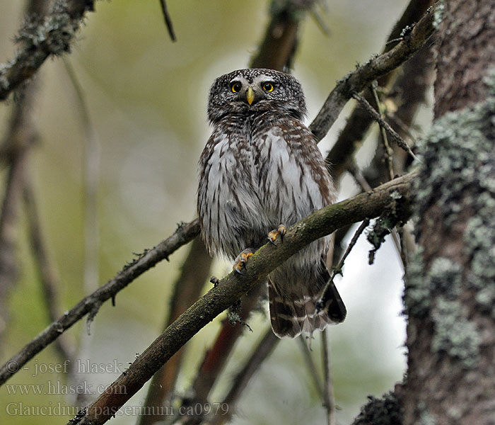 Varpuspöllö Glaucidium passerinum