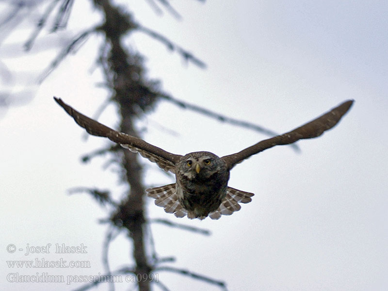 Civetta nana Glaucidium passerinum