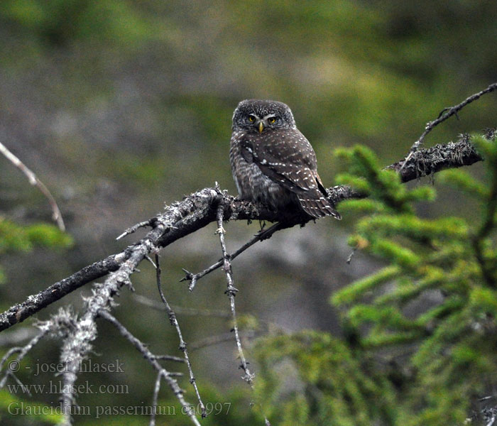 Spurveugle Glaucidium passerinum