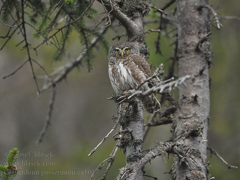 花头鸺鹠 Glaucidium passerinum