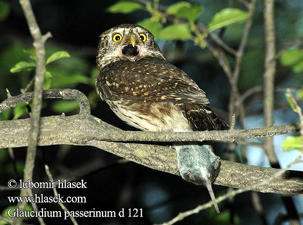 Glaucidium passerinum d121