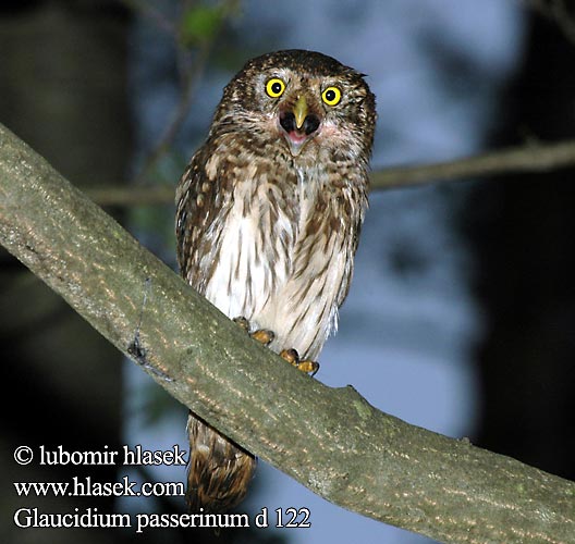 Glaucidium passerinum d122